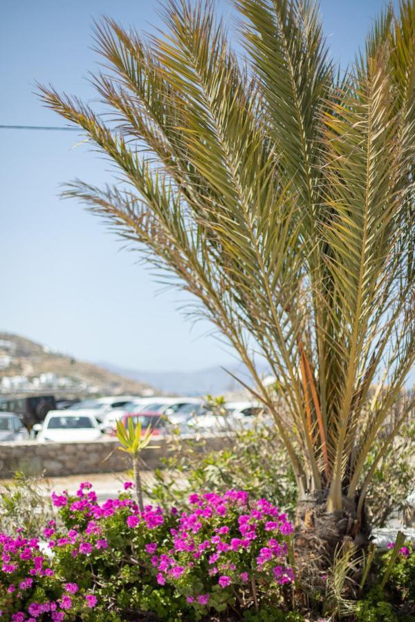Eleftheria Hotel & Apartments Ornos  Dış mekan fotoğraf